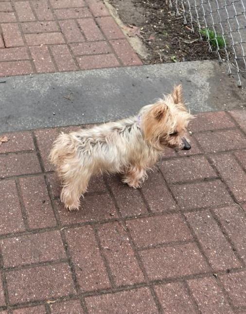 Lucky, adoptable, Senior Female Silky Terrier.