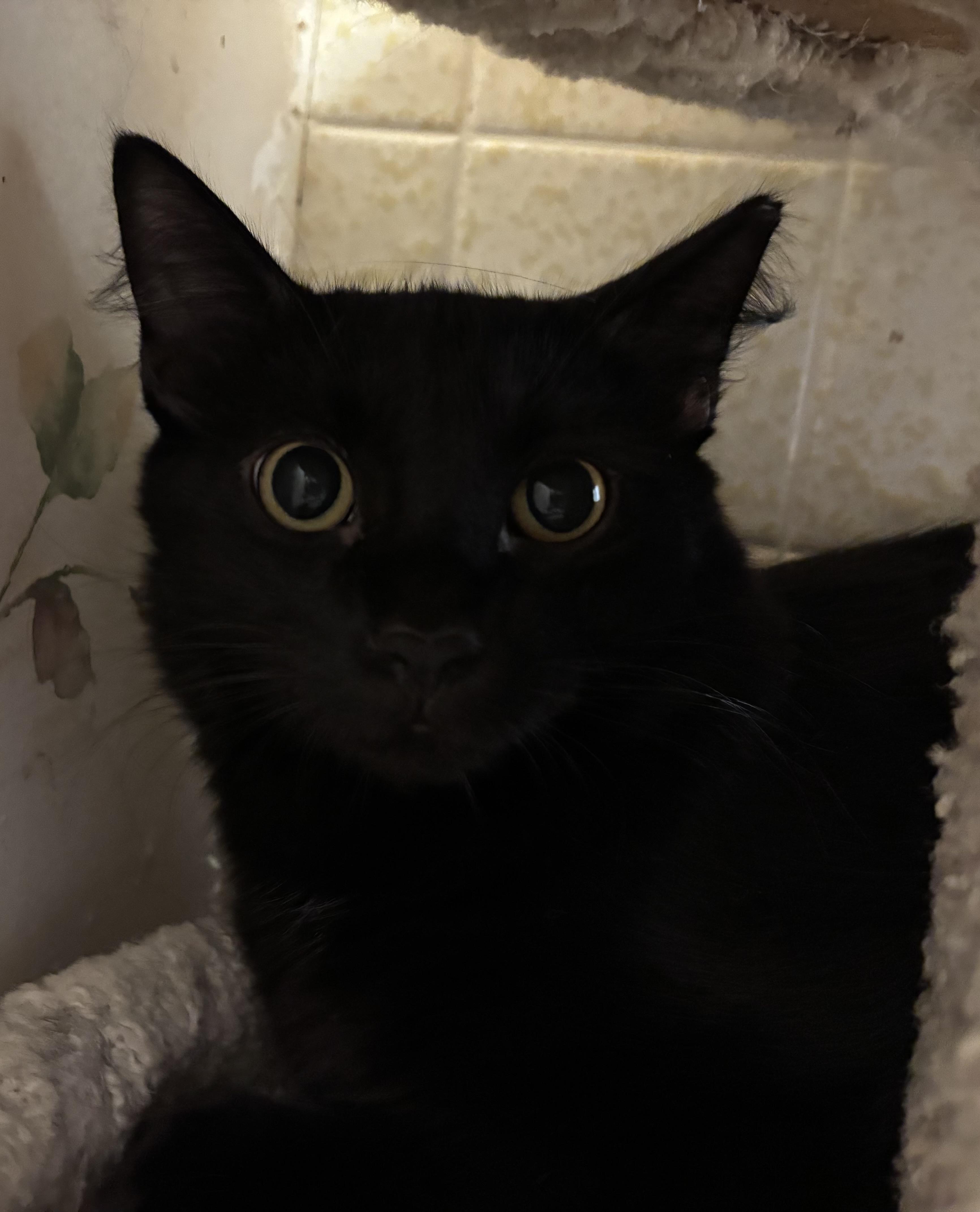 Smokey (male), ADOPTABLE, Young Male Domestic Long Hair.