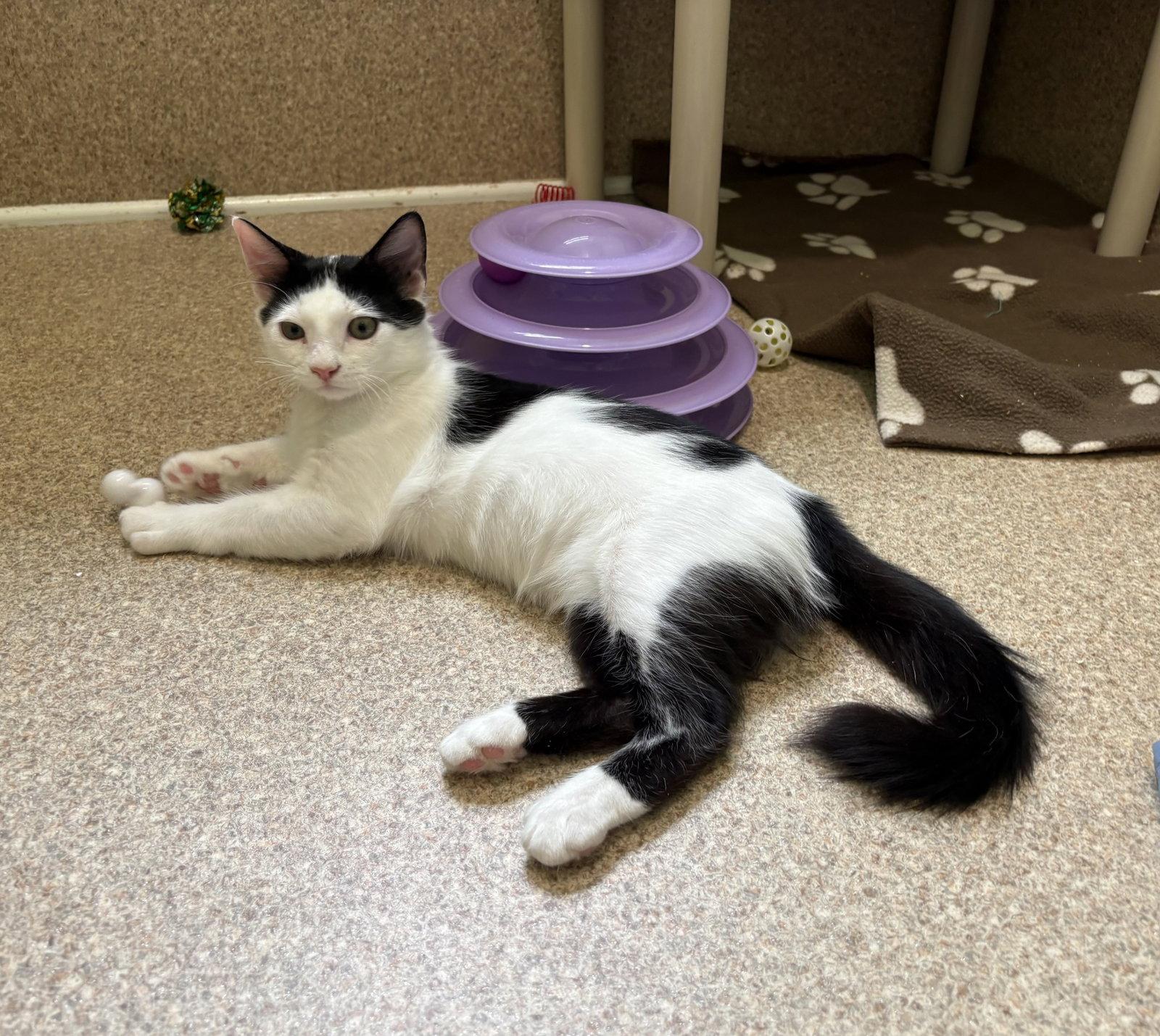 Oakley, a Adoptable Domestic Short Hair in Mc Cormick, SC image 1/3