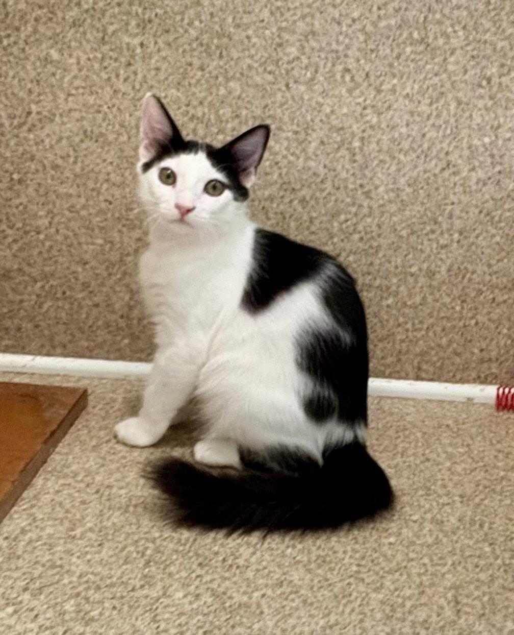 Oakley, a Adoptable Domestic Short Hair in Mc Cormick, SC image 2/3