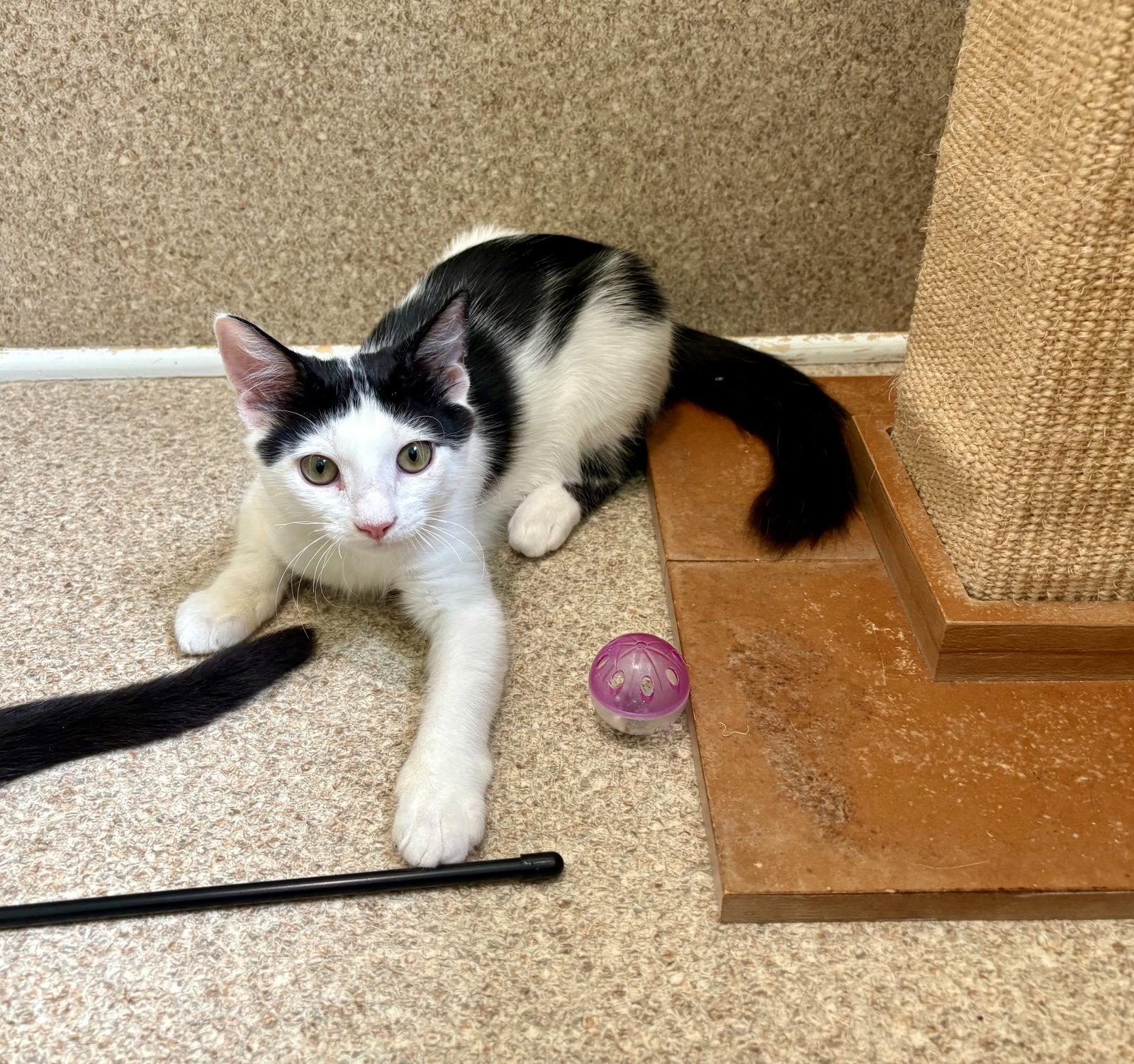 Oakley, a Adoptable Domestic Short Hair in Mc Cormick, SC image 3/3