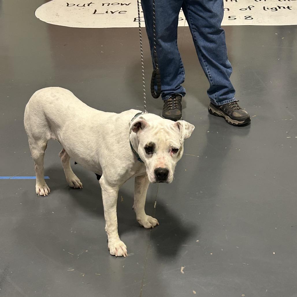Moon, Adoptable, Adult Female Pit Bull Terrier.