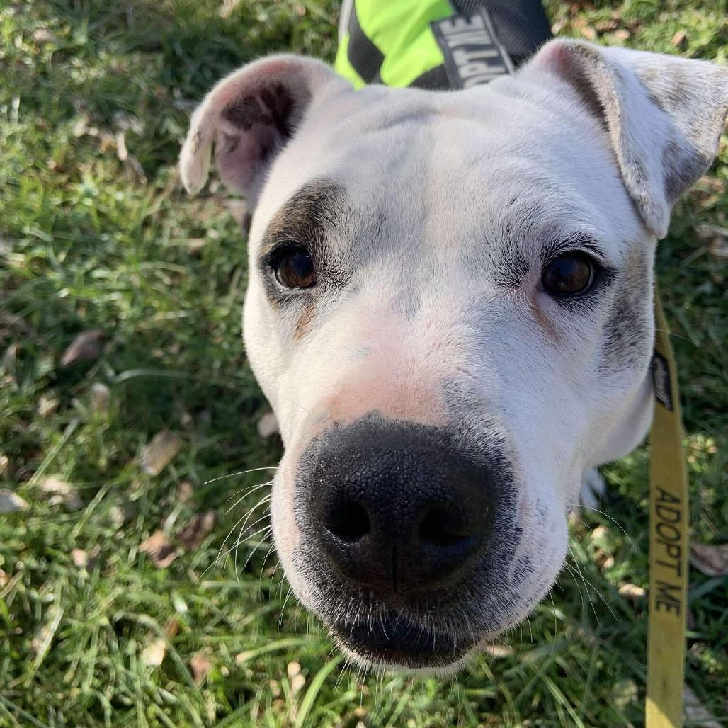 Enlarge Moon, a Adoptable Pit Bull Terrier in Pineville, MO image 2/6