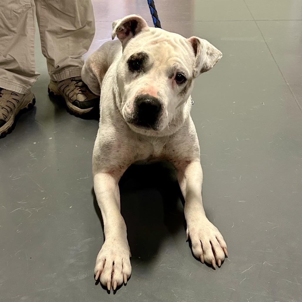 Moon, Adoptable, Adult Female Pit Bull Terrier.