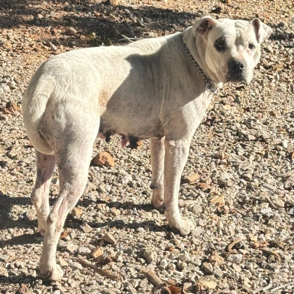 Enlarge Moon, a Adoptable Pit Bull Terrier in Pineville, MO image 2/3