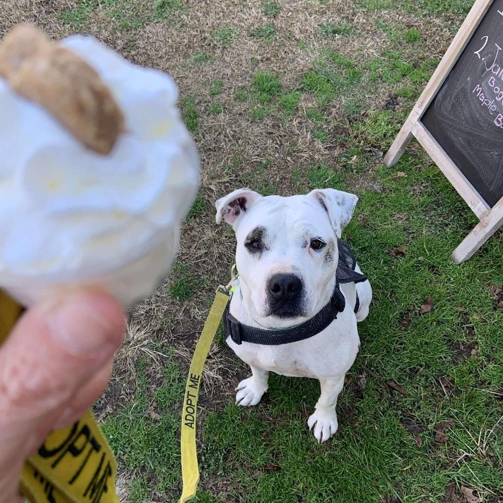 Enlarge Moon, a Adoptable Pit Bull Terrier in Pineville, MO image 6/6