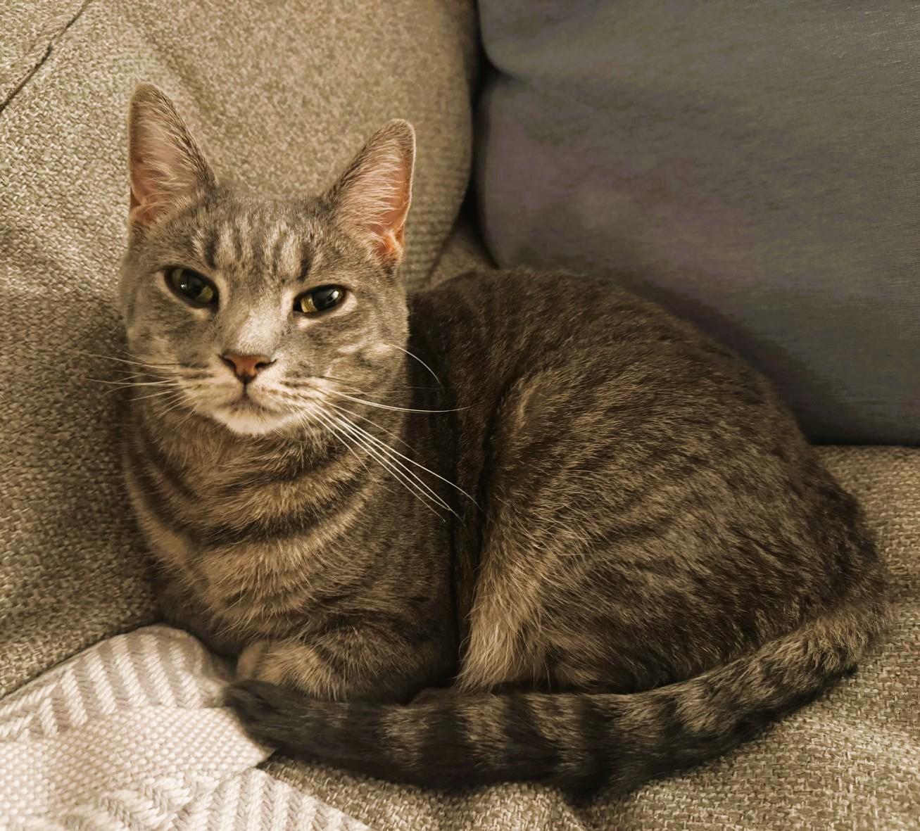 Enlarge Lola, a Adoptable Domestic Short Hair in South Ozone Park, NY image 1/6