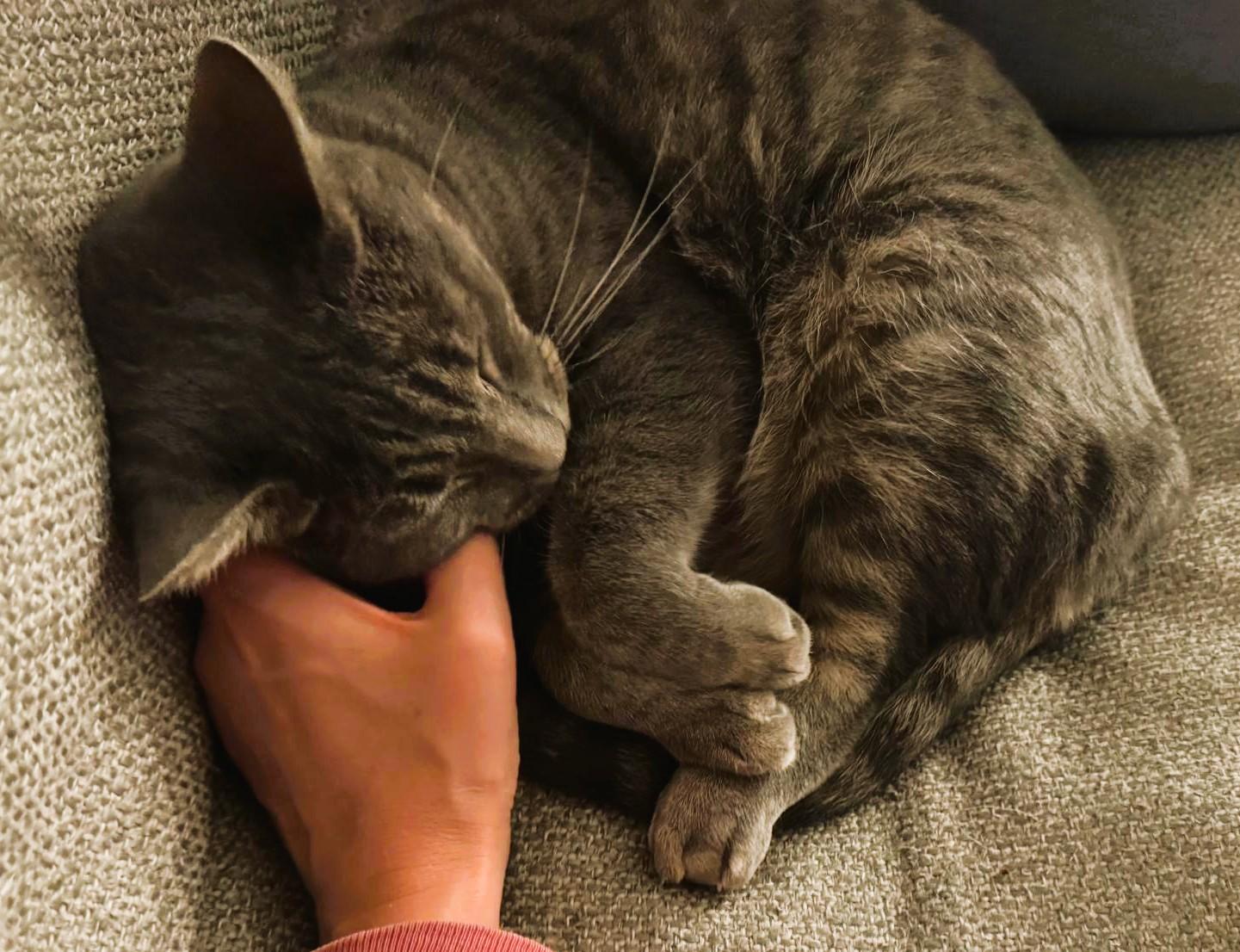 Enlarge Lola, a Adoptable Domestic Short Hair in South Ozone Park, NY image 2/6