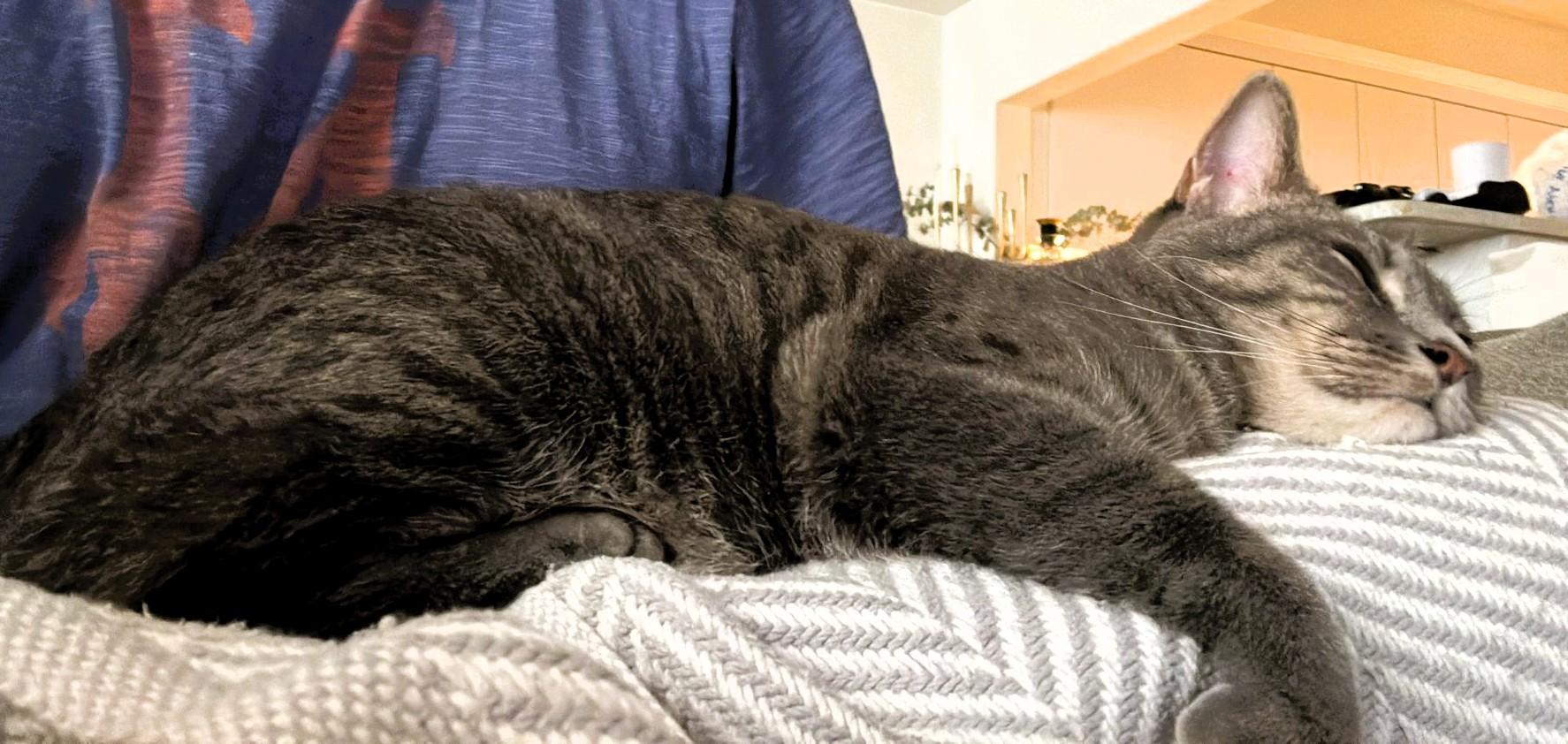 Enlarge Lola, a Adoptable Domestic Short Hair in South Ozone Park, NY image 3/6