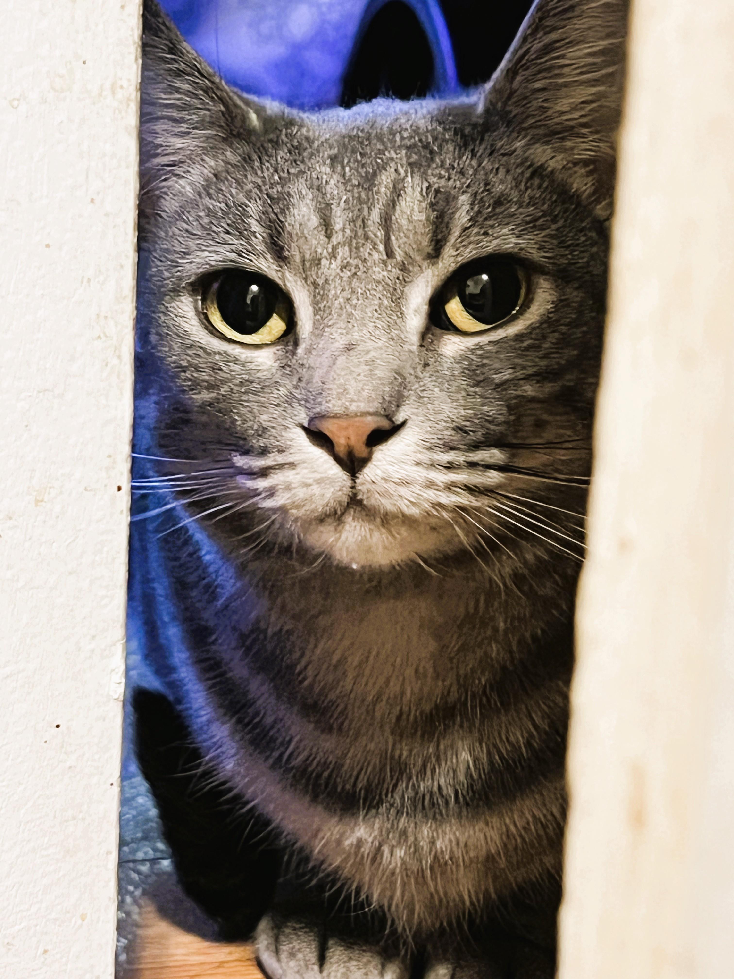 Enlarge Lola, a Adoptable Domestic Short Hair in South Ozone Park, NY image 6/6