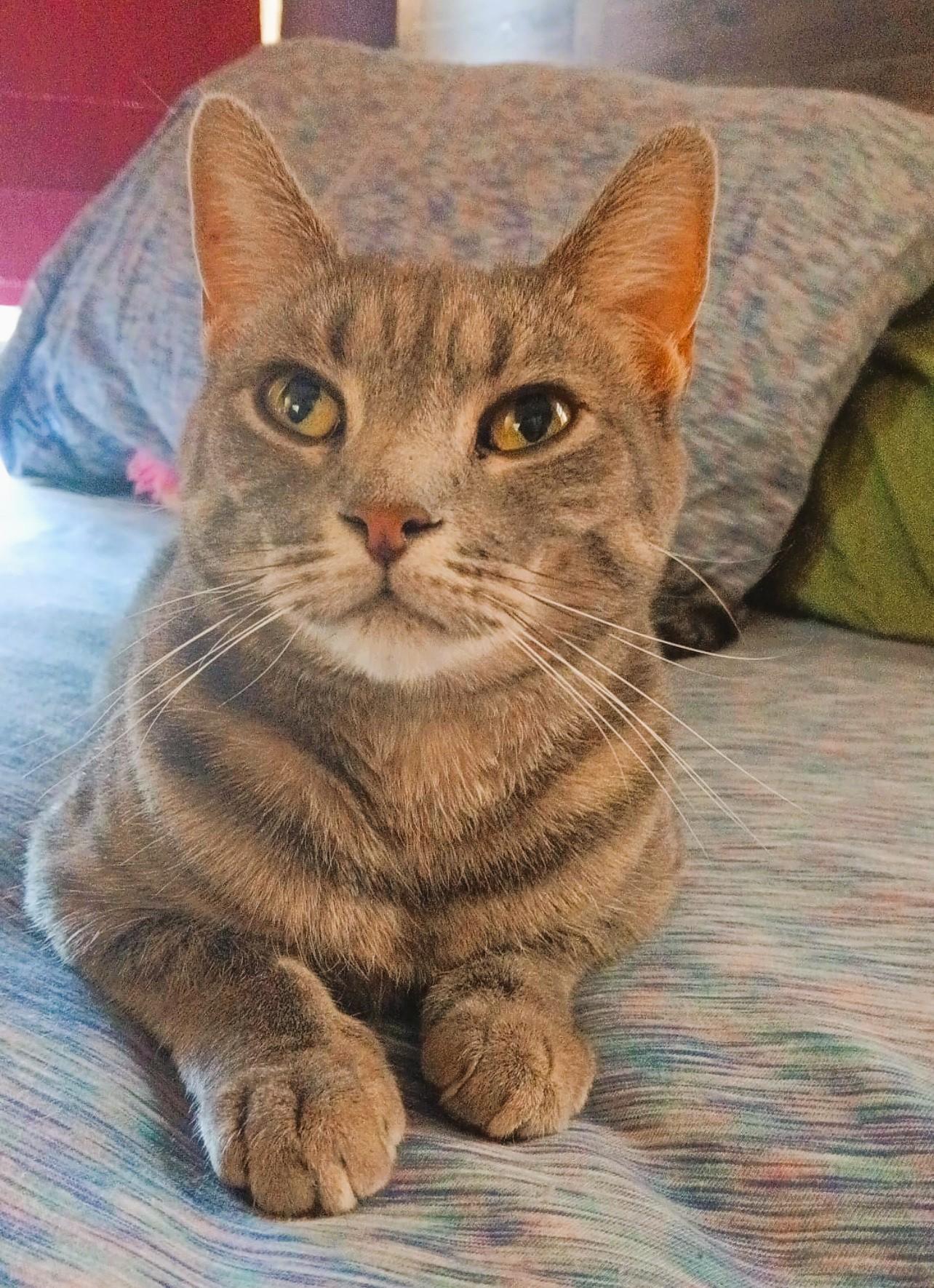 Enlarge Lola, a Adoptable Domestic Short Hair in South Ozone Park, NY image 4/6