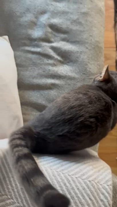 Enlarge Lola, a Adoptable Domestic Short Hair in South Ozone Park, NY video 5/6