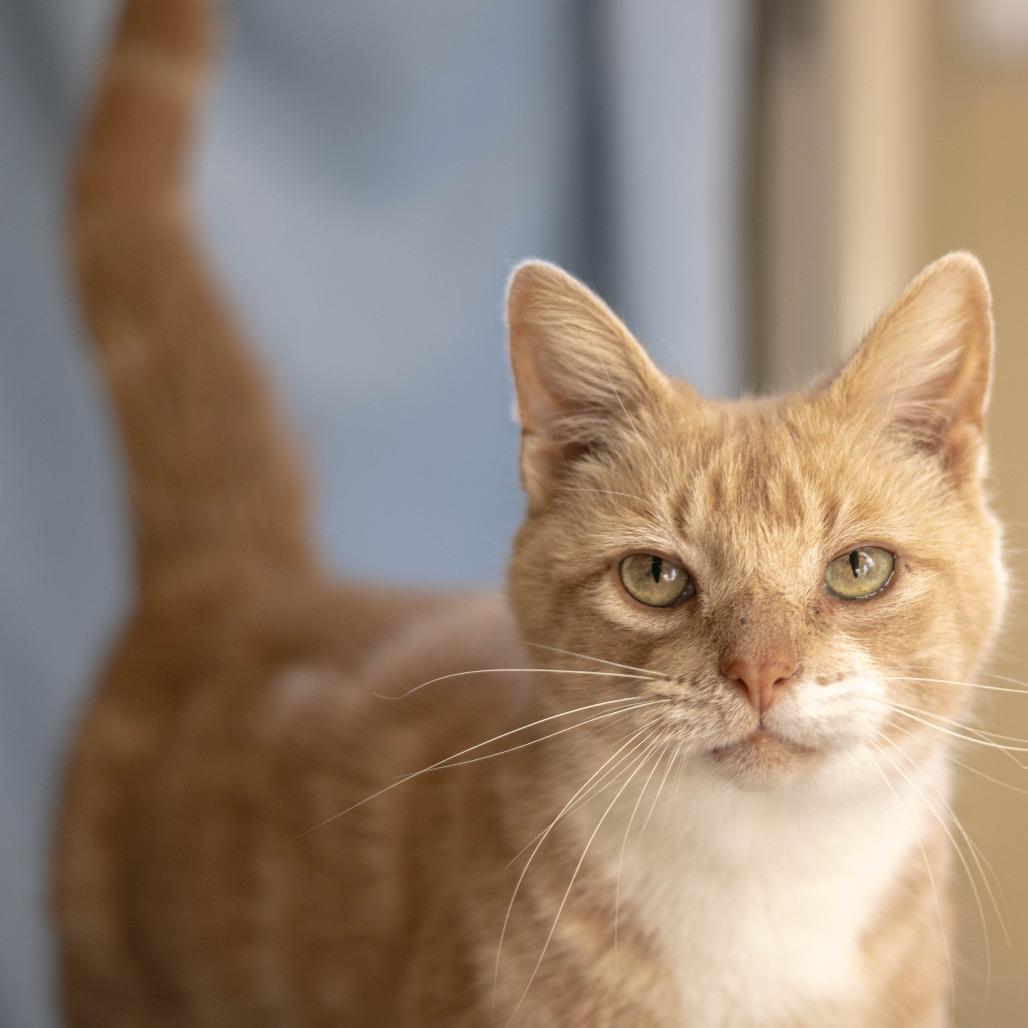 Pickles, Adopted, Senior Male Domestic Short Hair.