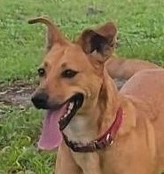 Enlarge Pacaya, a Adoptable mixed breed in Pittsburgh, PA image 5/6