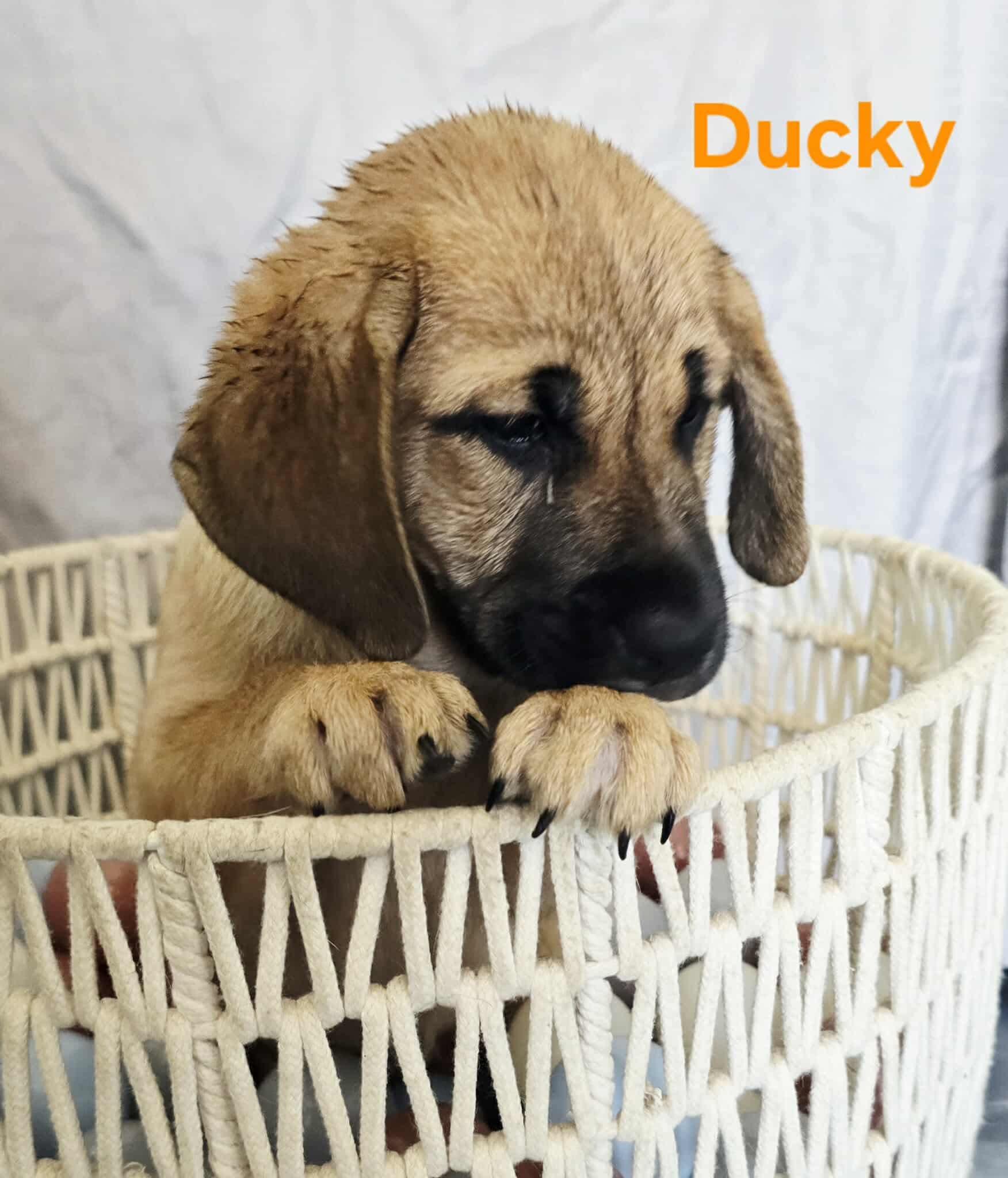 Litter of puppies -Ducky 1