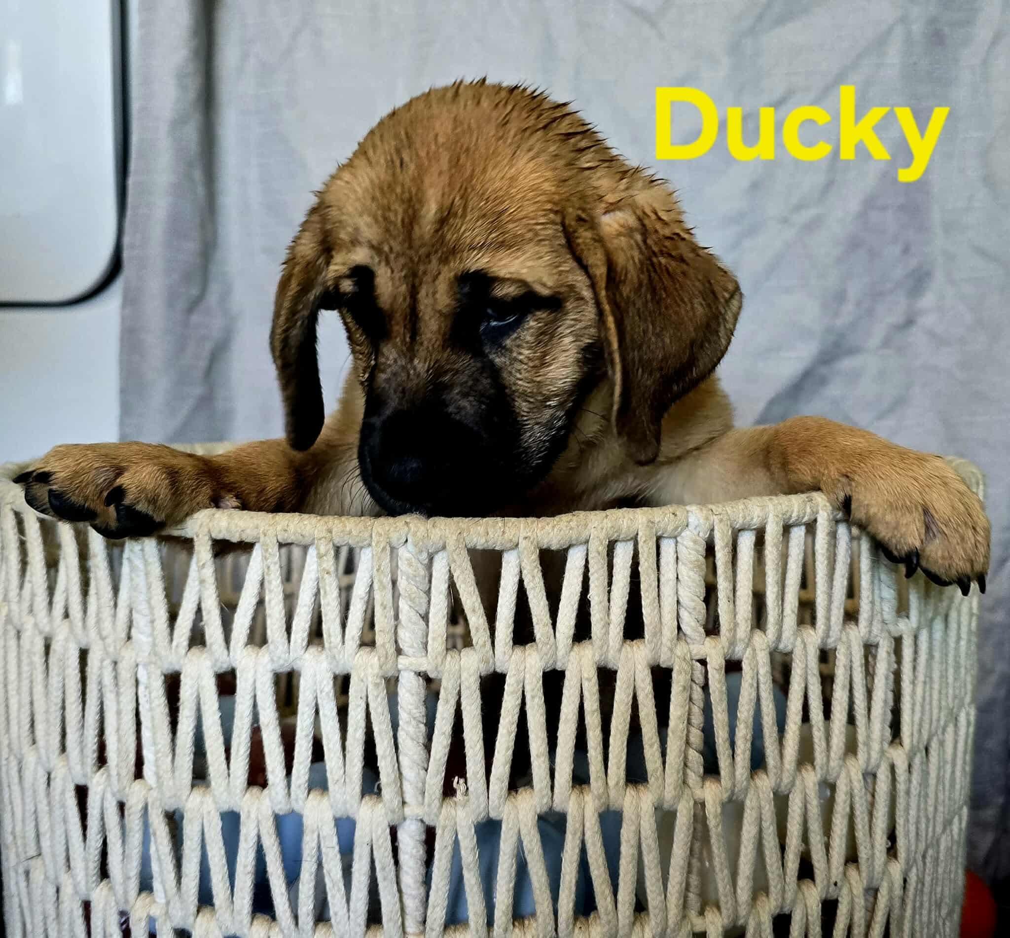 Litter of puppies -Ducky 3