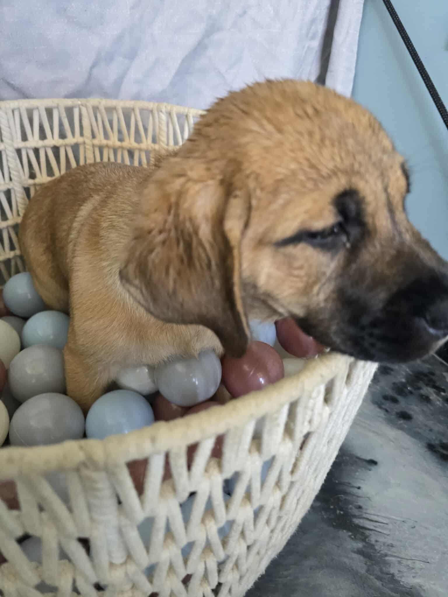 Litter of puppies -Ducky 4