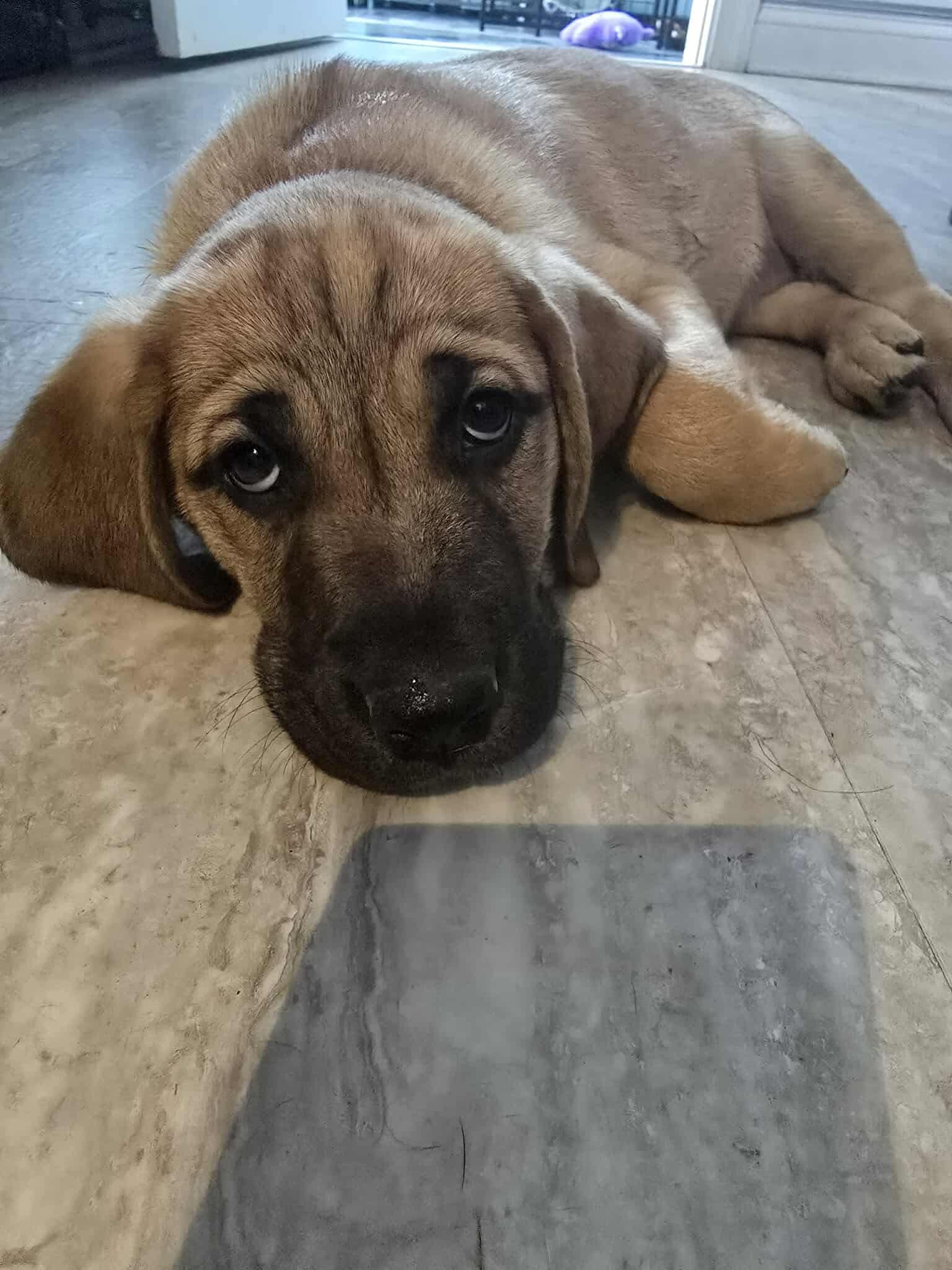 Litter of puppies -Ducky 2