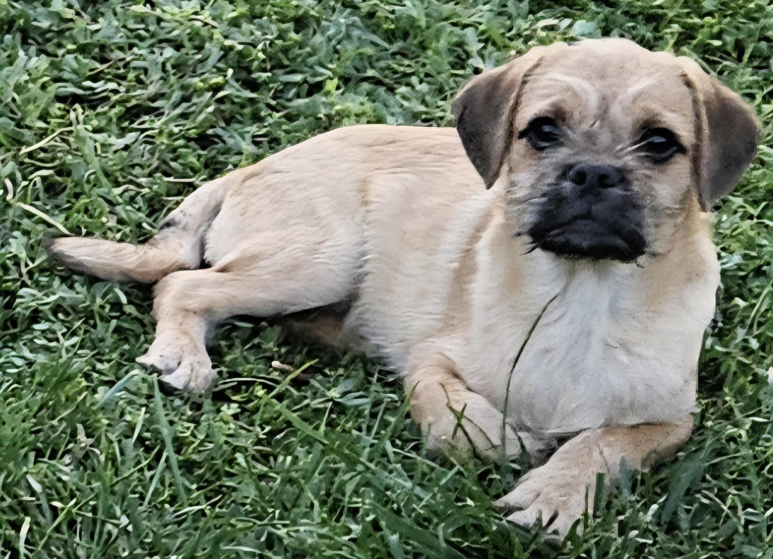 Enlarge Peanut butter, a Adoptable mixed breed in Moreno Valley, CA image 1/3