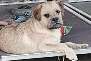 Enlarge Peanut butter, a Adoptable mixed breed in Moreno Valley, CA image 2/3