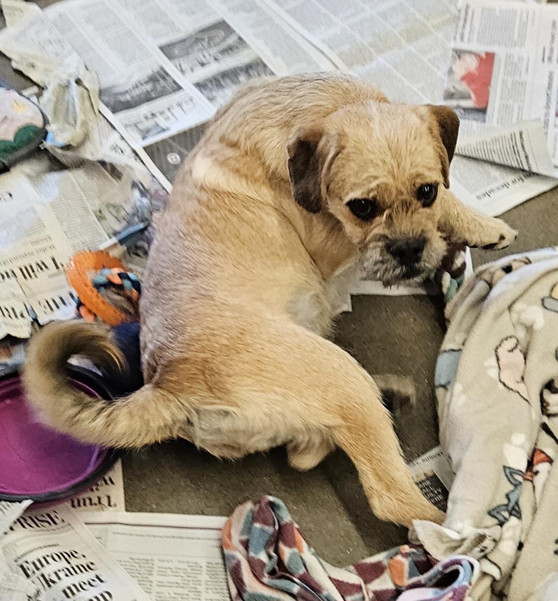 Enlarge Peanut butter, a Adoptable mixed breed in Moreno Valley, CA image 3/3
