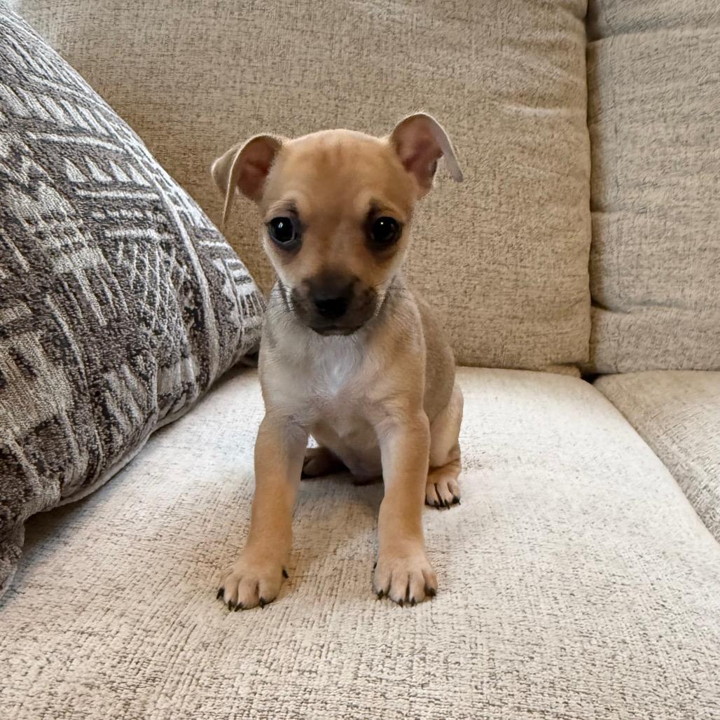 Ricky, Adoptable, Puppy Male Chihuahua & Shih Tzu.