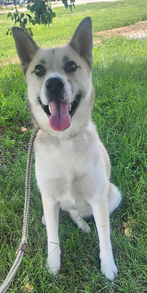 Harper, Adopted, Adult Female Husky.