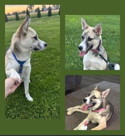 Enlarge Harper, a Adopted Husky in Sullivan, IN image 2/2