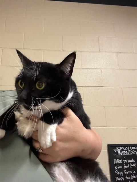A614401, Adoptable, Young Female Domestic Short Hair.