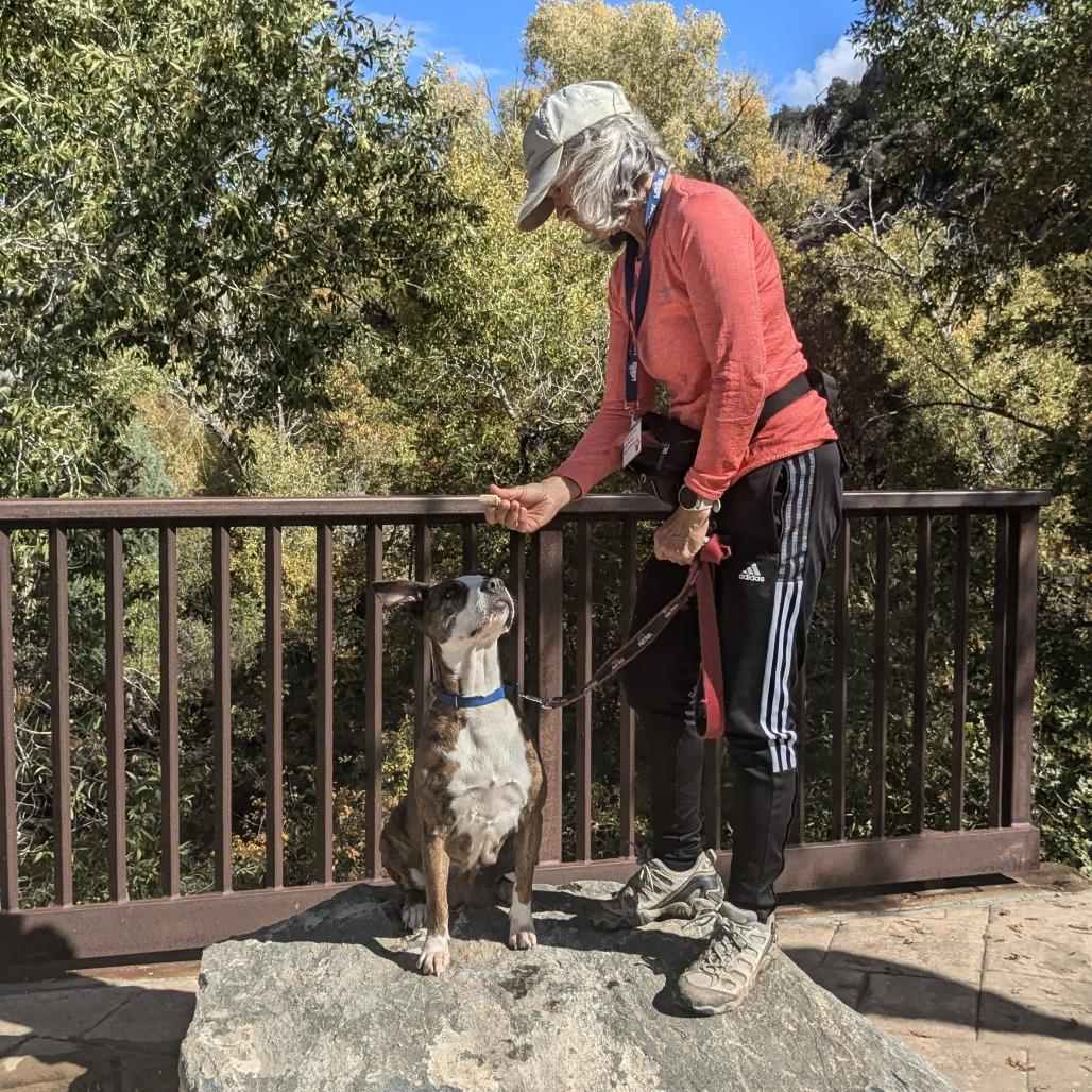 Franny, Adoptable, Adult Female Pit Bull Terrier.