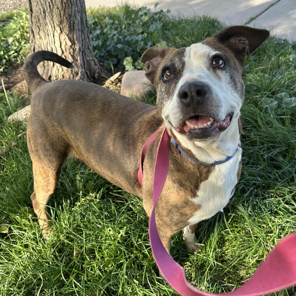 Franny, a Adoptable Pit Bull Terrier in Durango, CO image 1/6