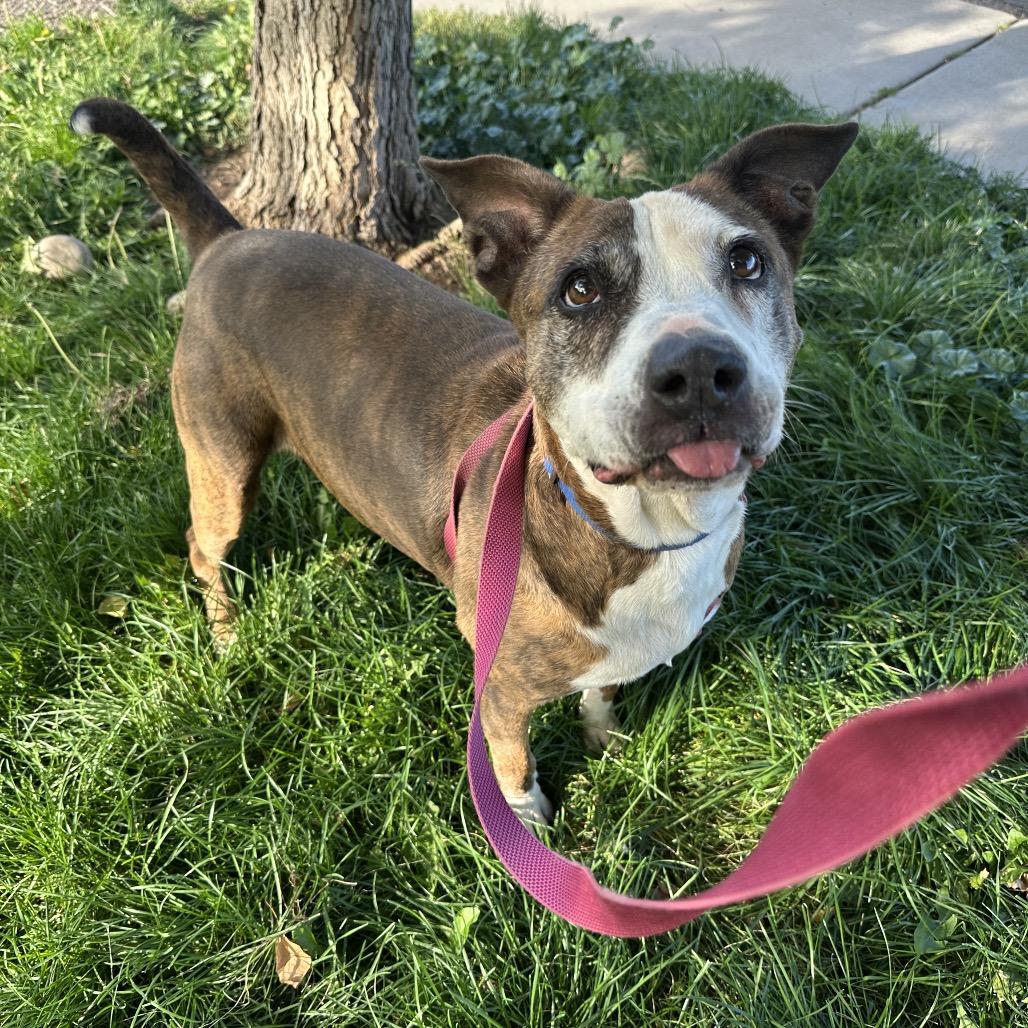 Enlarge Franny, a Adoptable Pit Bull Terrier in Durango, CO image 2/6