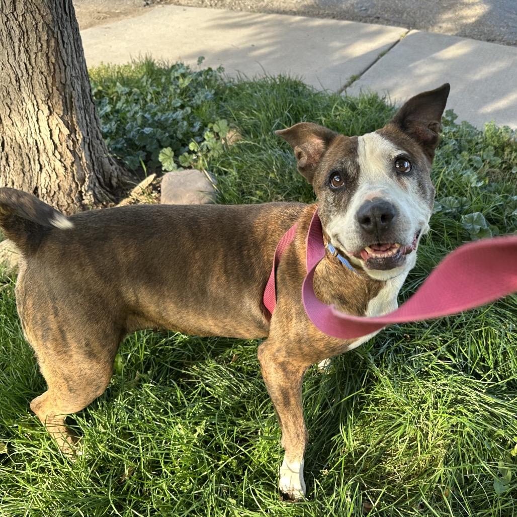 Enlarge Franny, a Adoptable Pit Bull Terrier in Durango, CO image 3/6