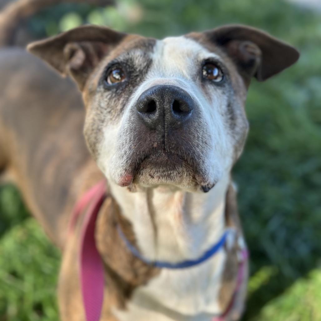 Franny, a Adoptable Pit Bull Terrier in Durango, CO image 3/6