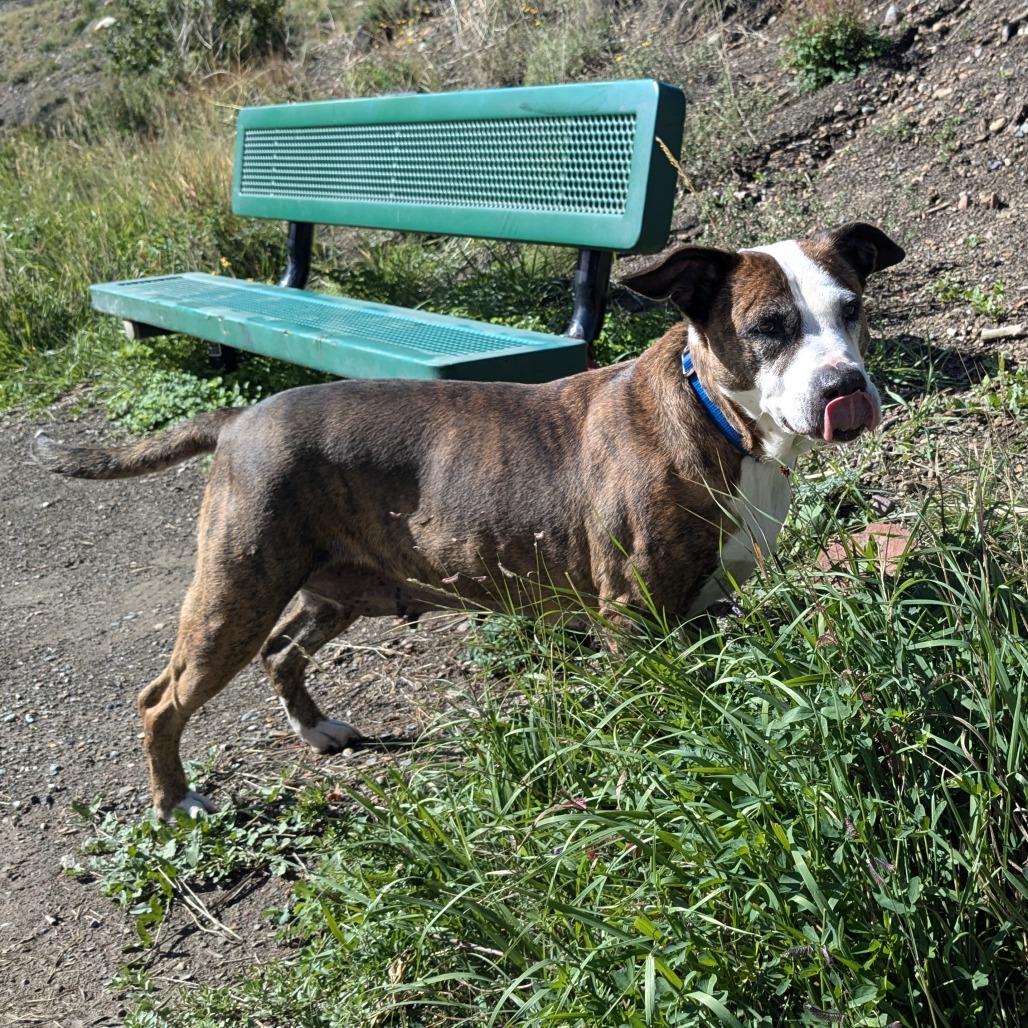 Franny, a Adoptable Pit Bull Terrier in Durango, CO image 4/6