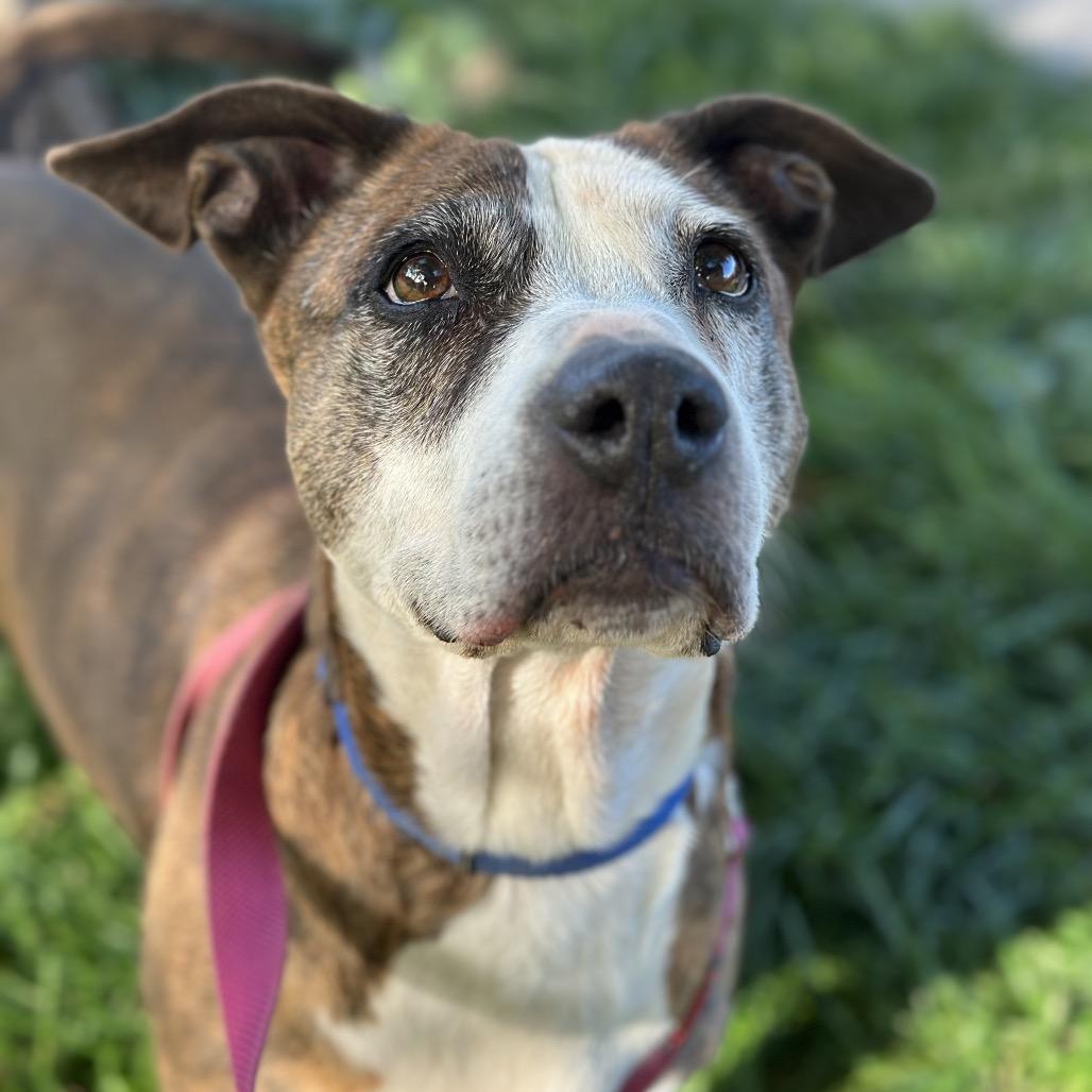 Franny, a Adoptable Pit Bull Terrier in Durango, CO image 5/6