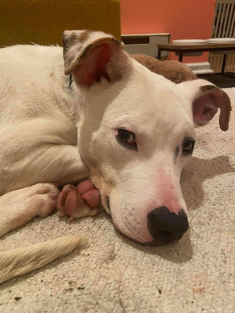 Geno   (2026), Adoptable, Young Male Pit Bull Terrier & American Staffordshire Terrier.