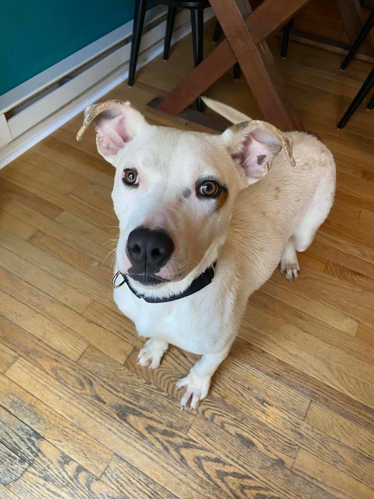 Geno   (2026), Adoptable, Young Male Pit Bull Terrier & American Staffordshire Terrier.