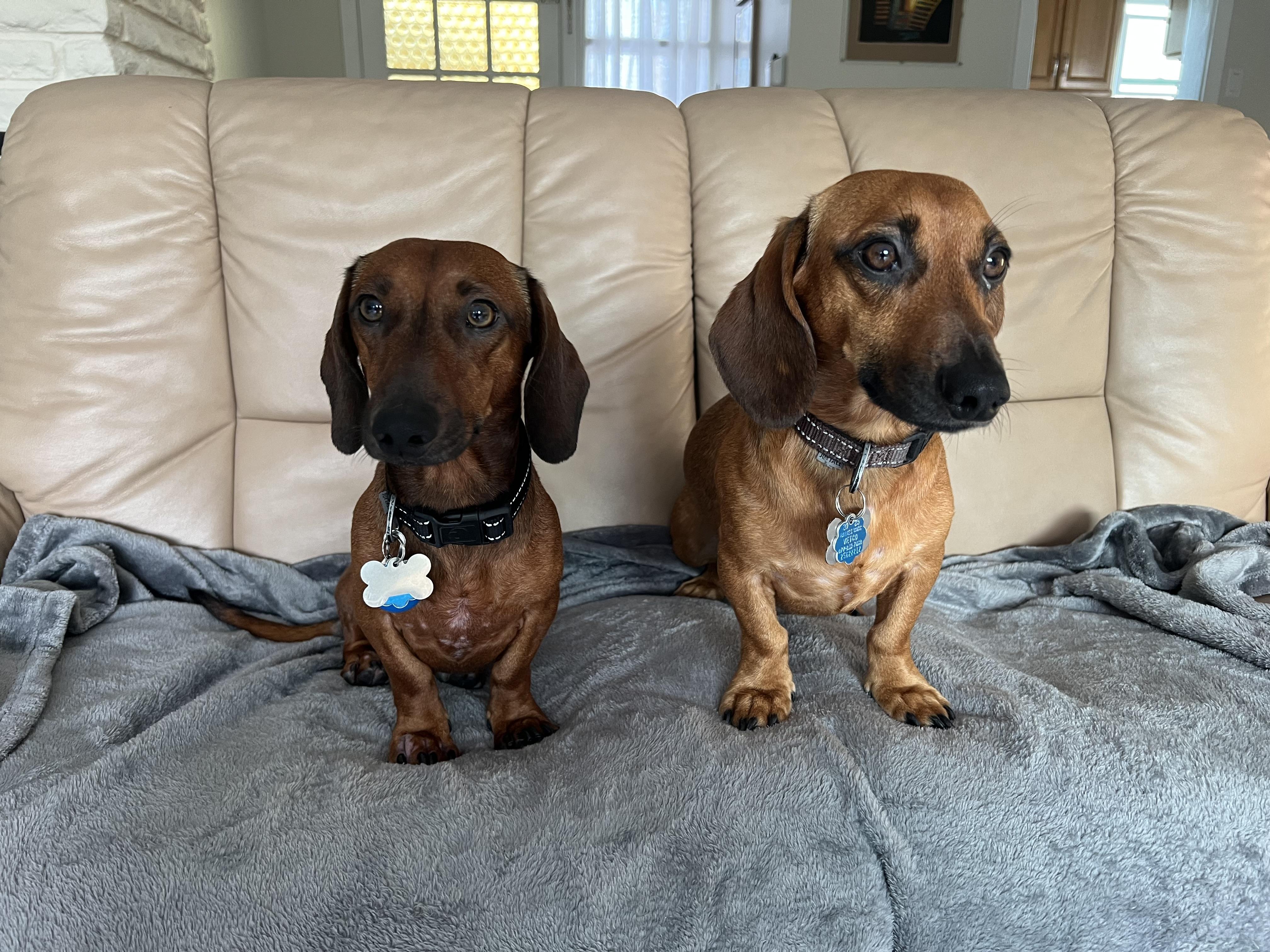 Enlarge Bear and Oakley - Bonded Brothers, a ADOPTABLE Dachshund in Anaheim, CA image 2/5