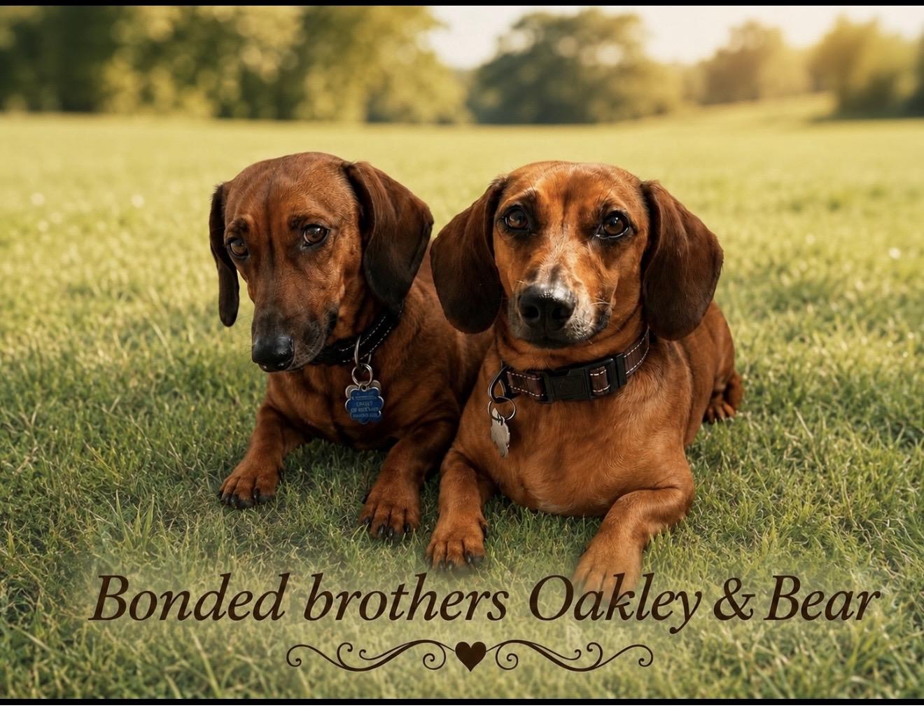 Bear and Oakley - Bonded Brothers, ADOPTABLE, Adult Male Dachshund.