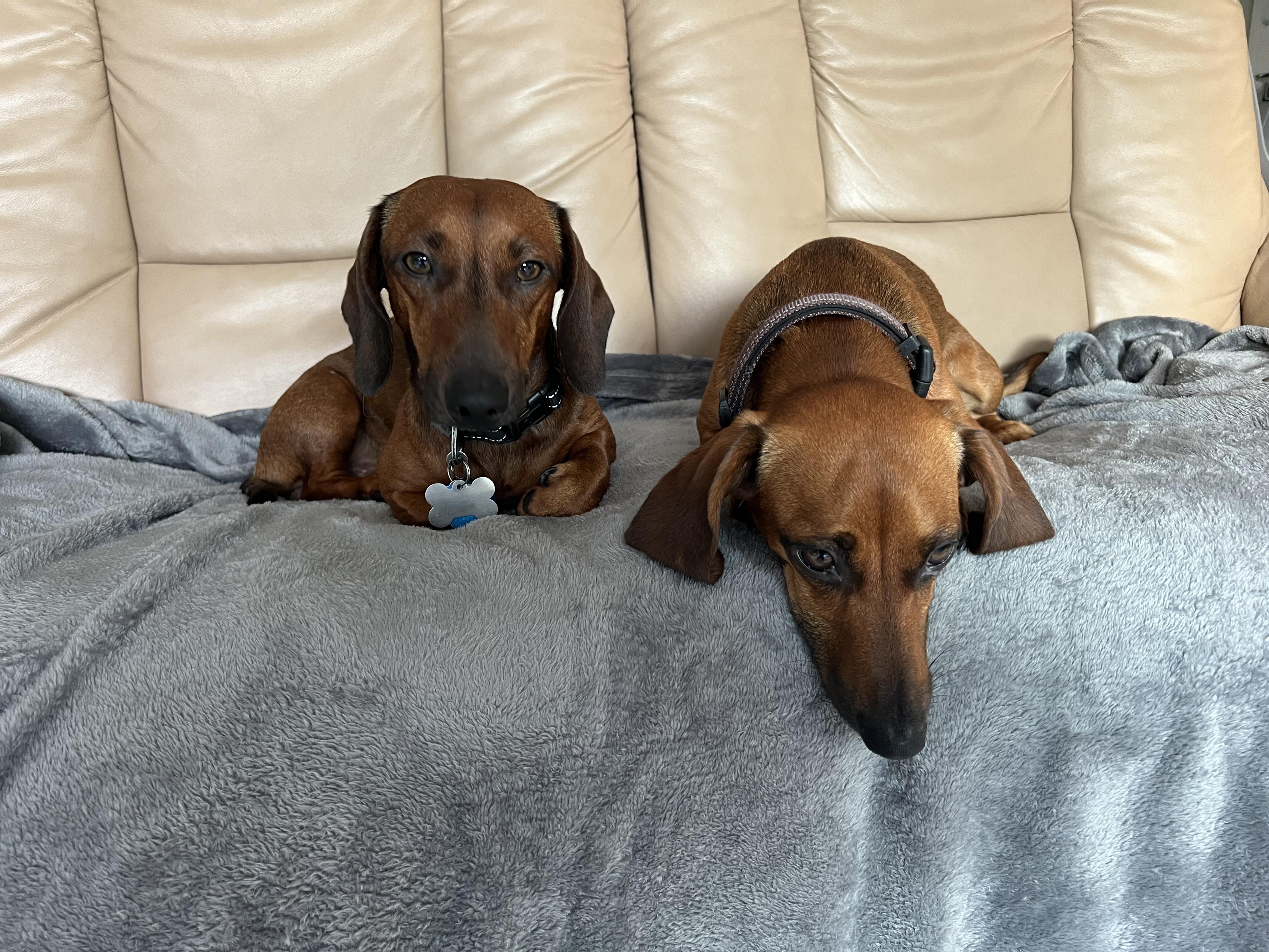 Enlarge Bear and Oakley - Bonded Brothers, a ADOPTABLE Dachshund in Anaheim, CA image 3/5