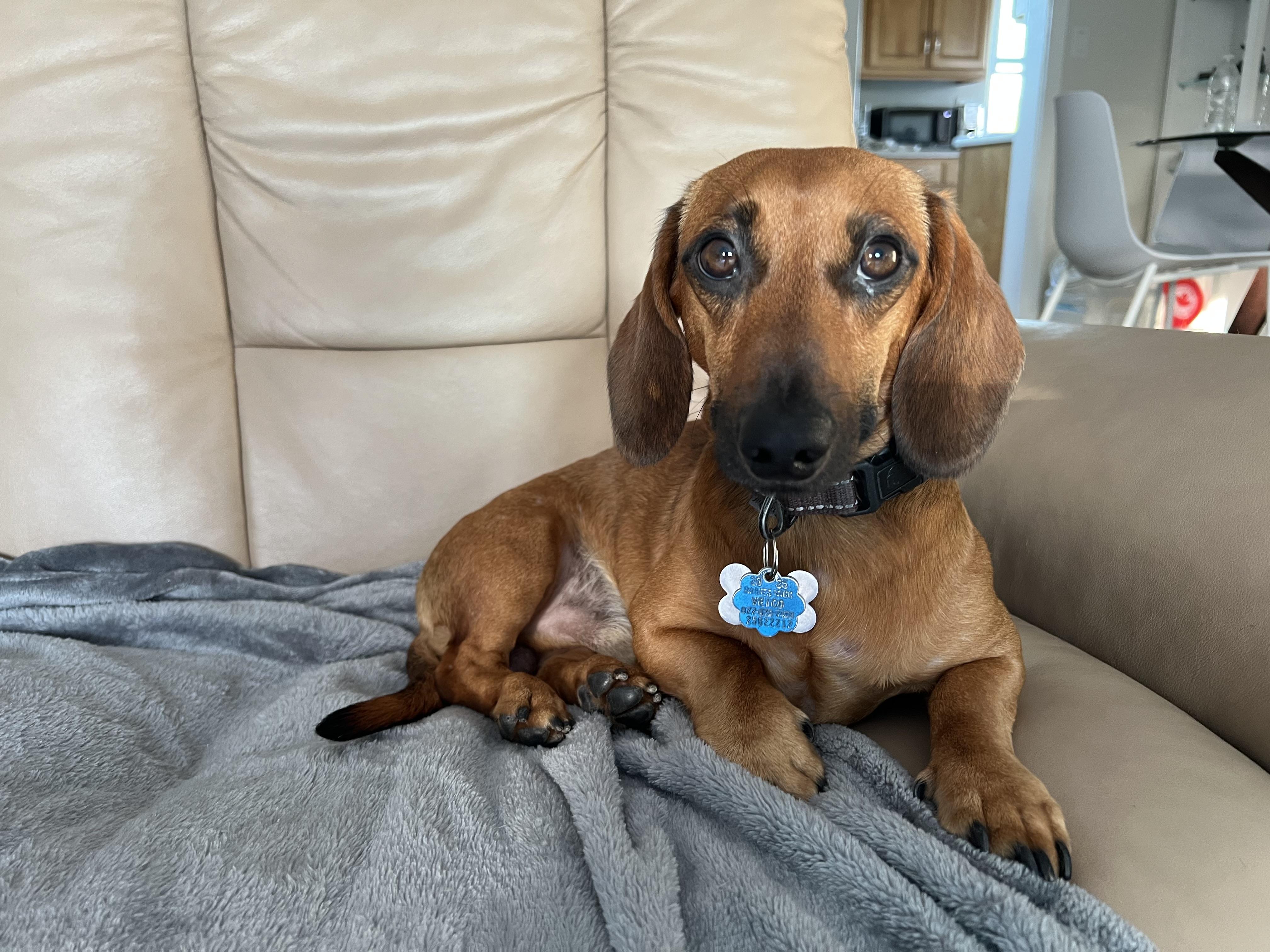 Enlarge Bear and Oakley - Bonded Brothers, a ADOPTABLE Dachshund in Anaheim, CA image 5/5