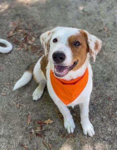 Enlarge Pax, a Adopted mixed breed in Temecula, CA image 1/1