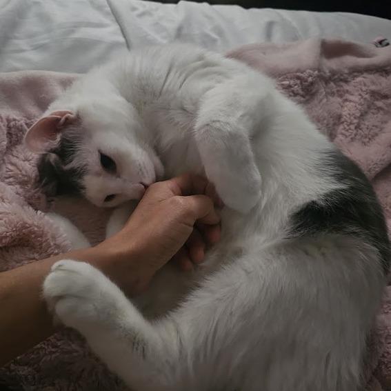 Enlarge Bud, a Adoptable American Shorthair in Reisterstown, MD image 1/2