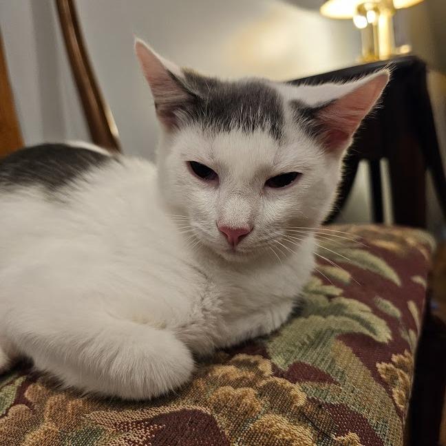Enlarge Bud, a Adoptable American Shorthair in Reisterstown, MD image 2/2