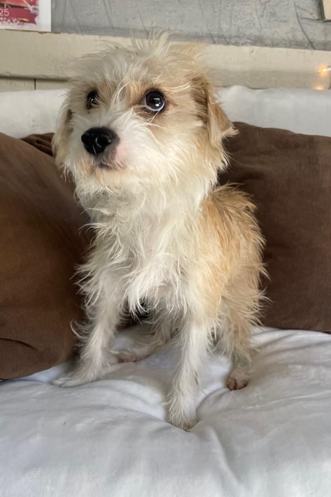 Amor, a Adoptable Terrier in Fort Worth, TX image 1/3