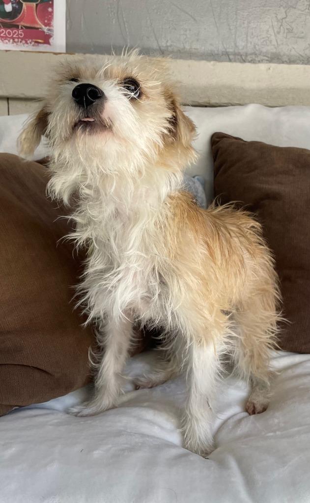 Amor, a Adoptable Terrier in Fort Worth, TX image 3/3