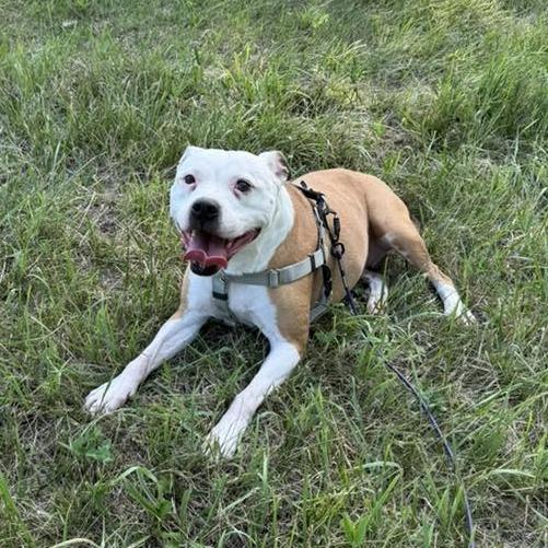 Enlarge Mazey, a Adoptable mixed breed in Northville, MI image 1/6