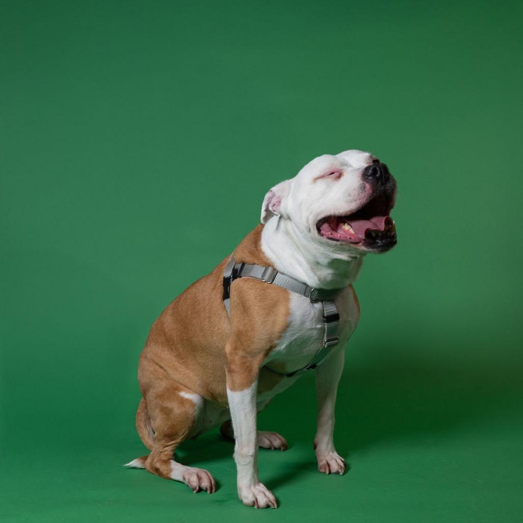 Mazey, a Adoptable American Staffordshire Terrier in Northville, MI image 1/6