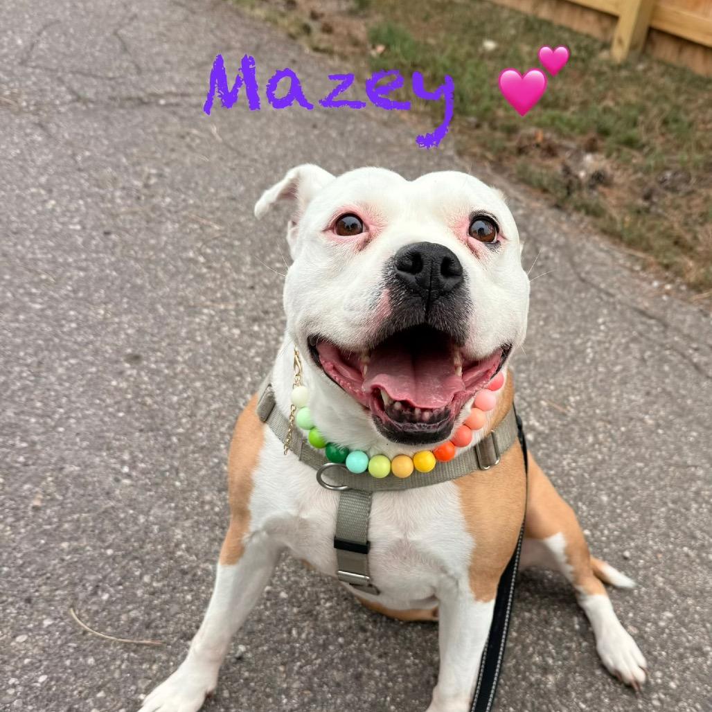 Enlarge Mazey, a Adoptable mixed breed in Northville, MI image 2/6